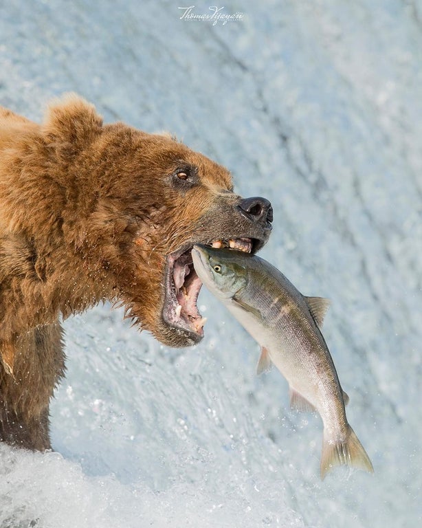 Wow that grizzly really got an appetite