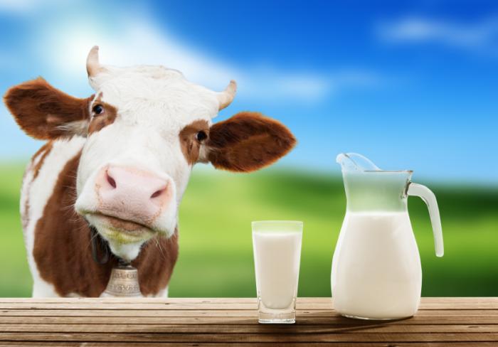 Cow next to milk