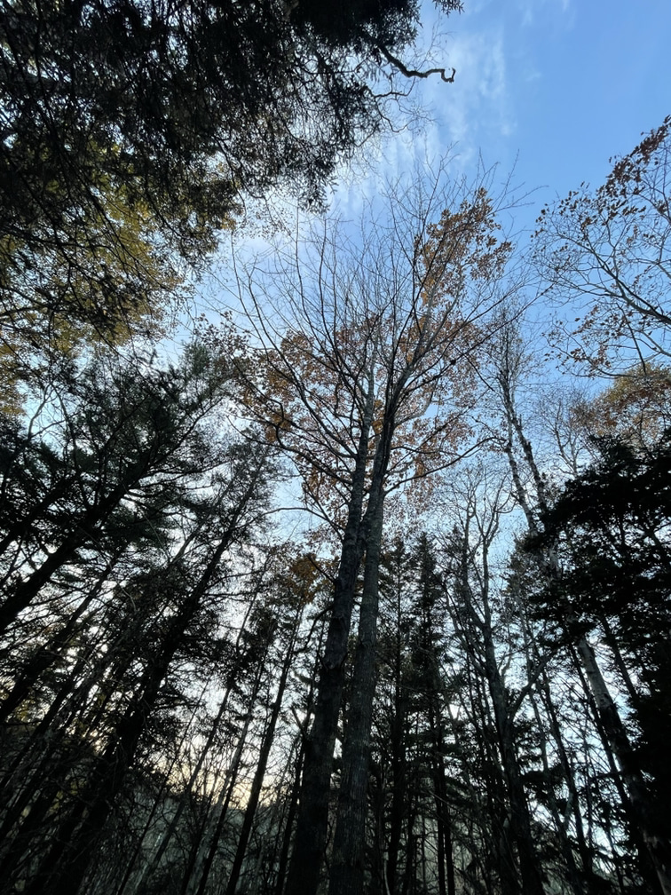 Trees in Acadia