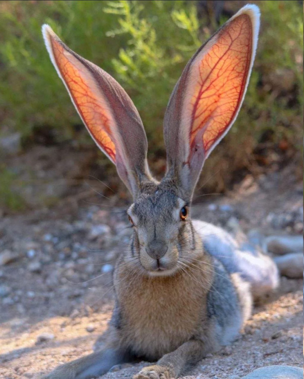 Hare with really large ears