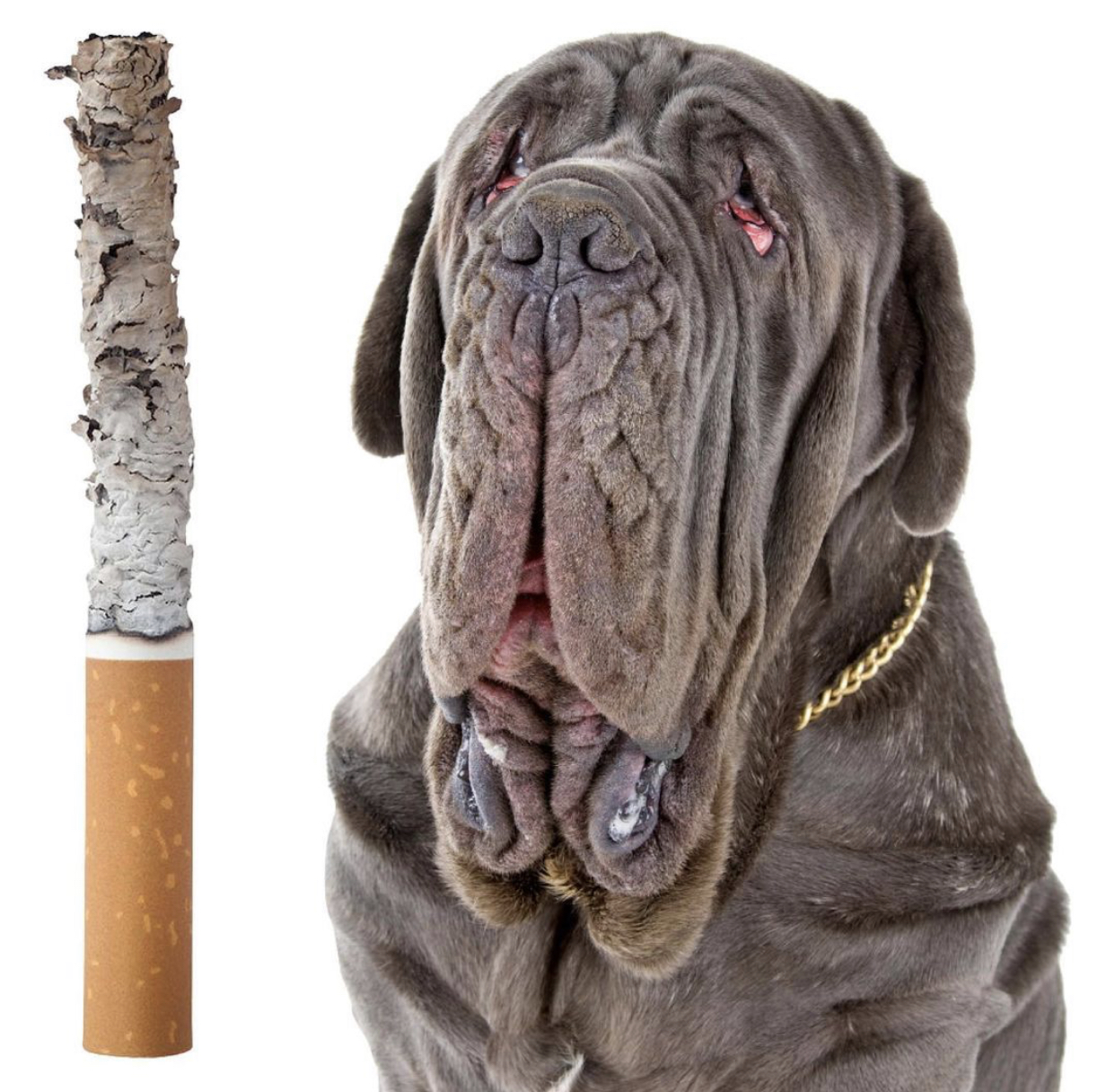 This is the dog that blasts cigs. Or: lets cigs burn out 