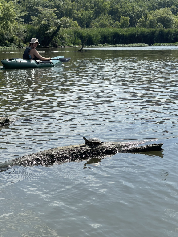 Man in a kayak next to a turtle