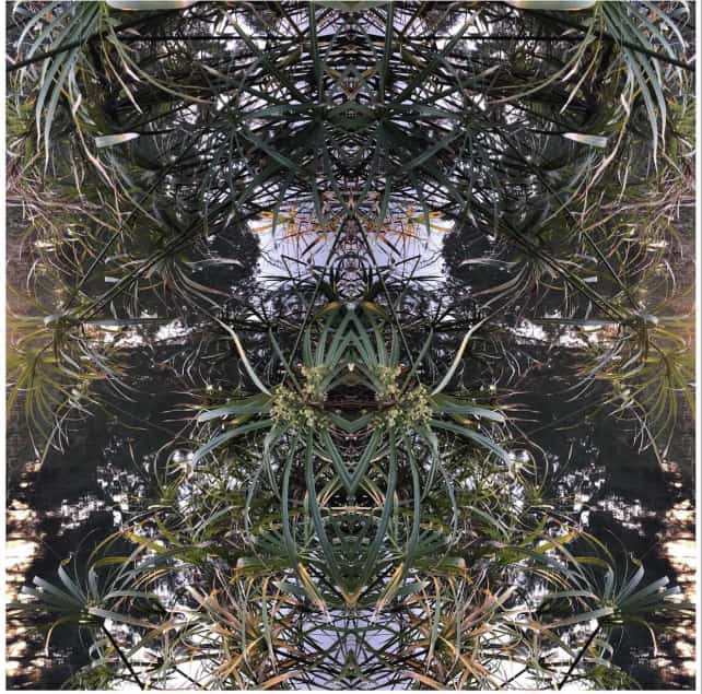 Mirror image of plants