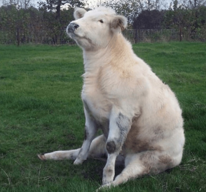 This cow is sitting