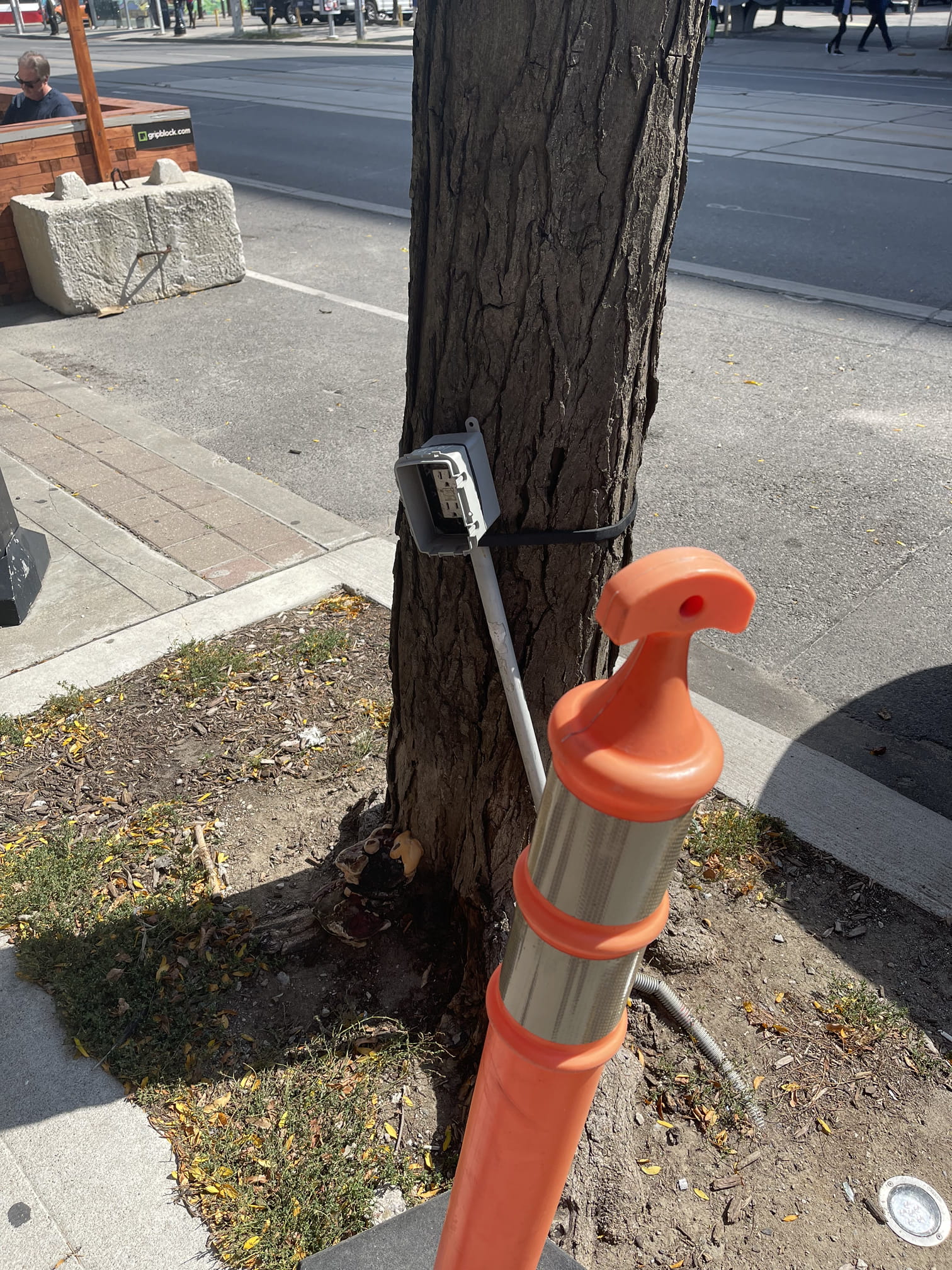 Outlet on a tree next to a pedestrian traffic cone with the road visible