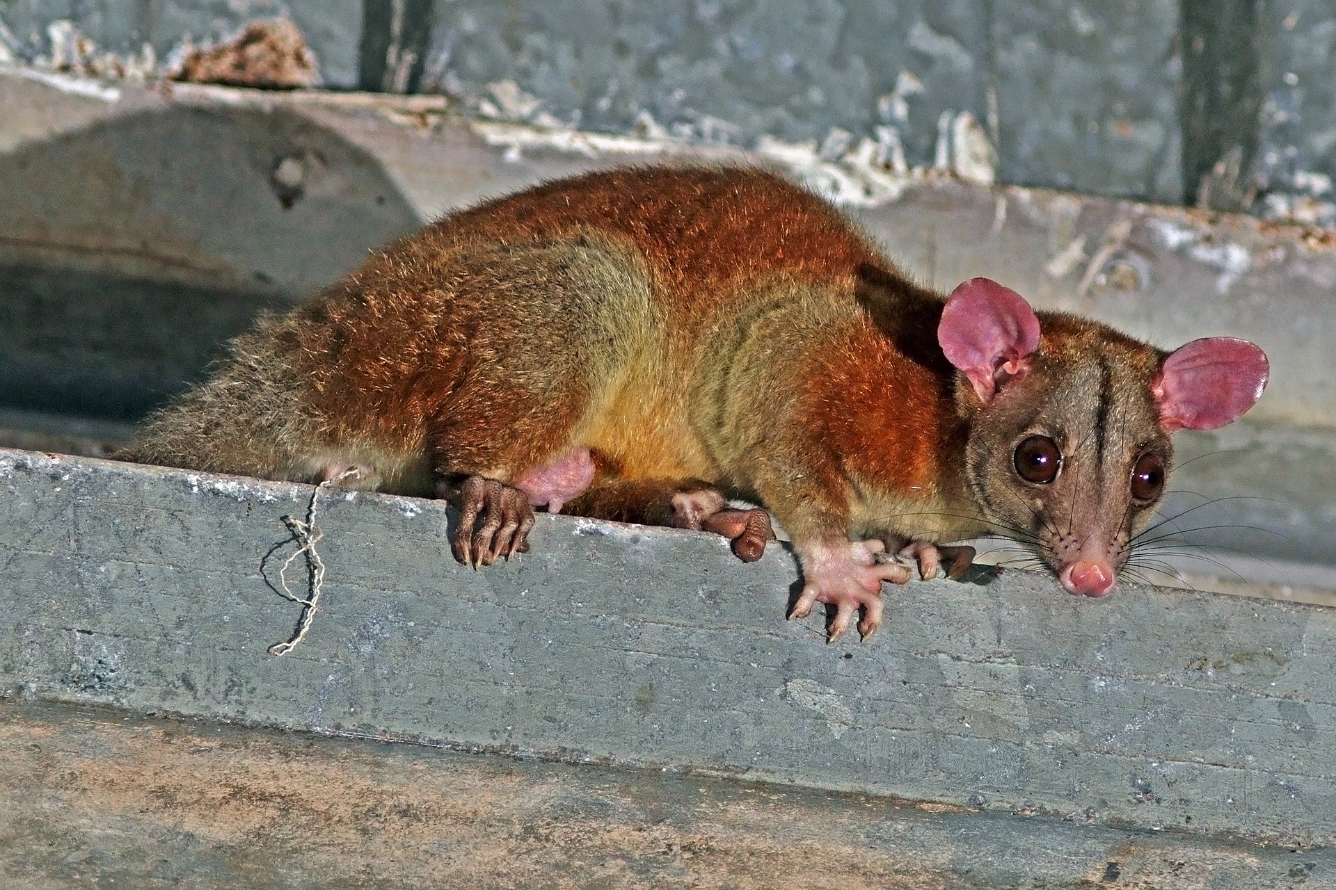 Central_American_woolly_opossum_(Caluromys_derbianus)_male