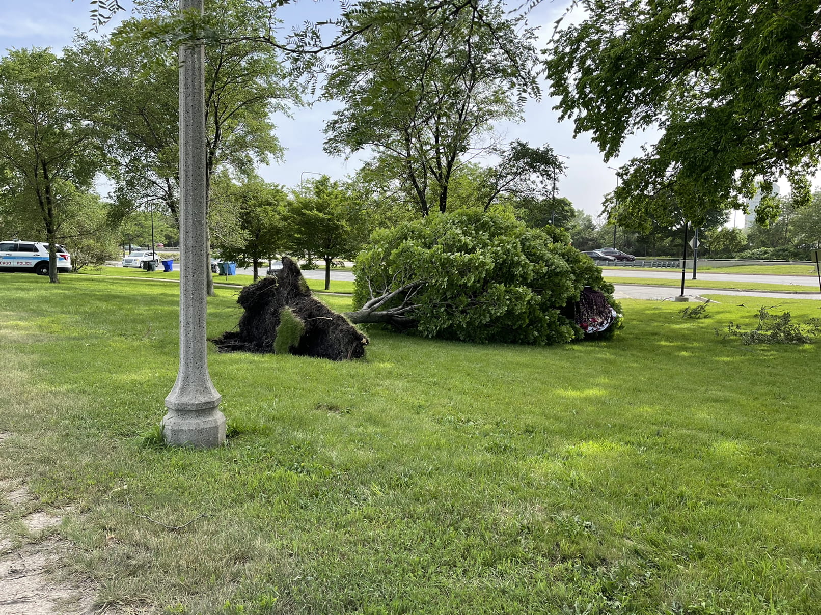 Uprooted tree on lakefront just north of 31st st beach