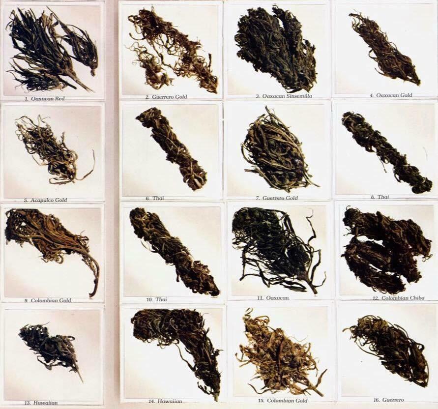 This is what marijuana looked like in the 1970s 