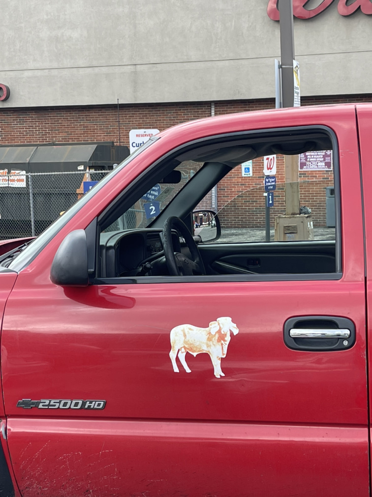 Lamb on truck