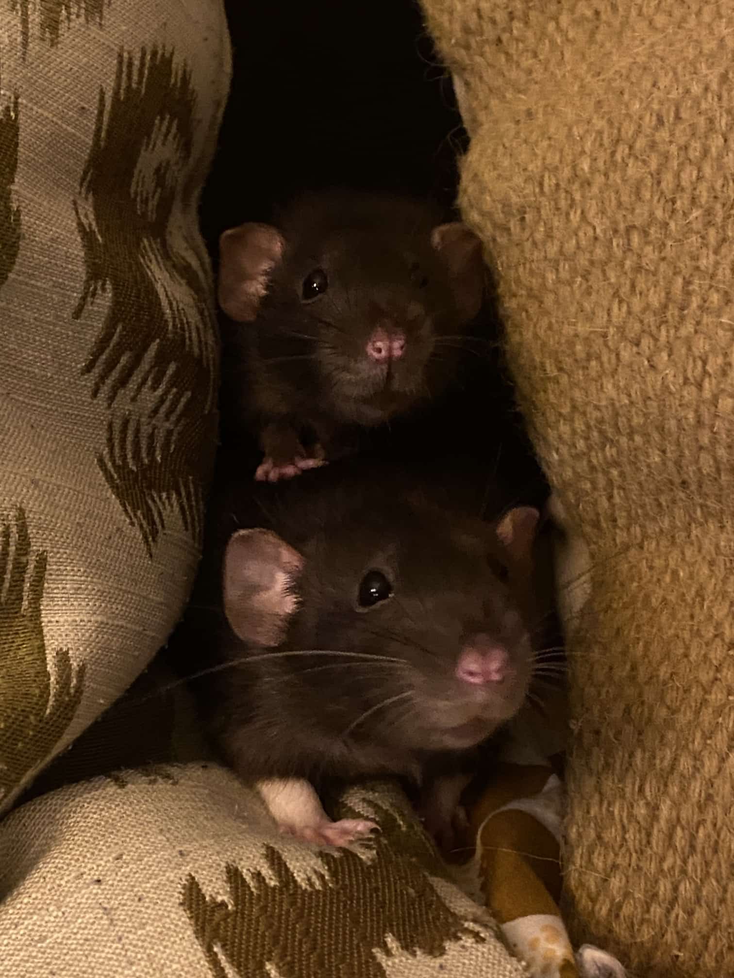 Tina has really cute rats that stack on top of each other