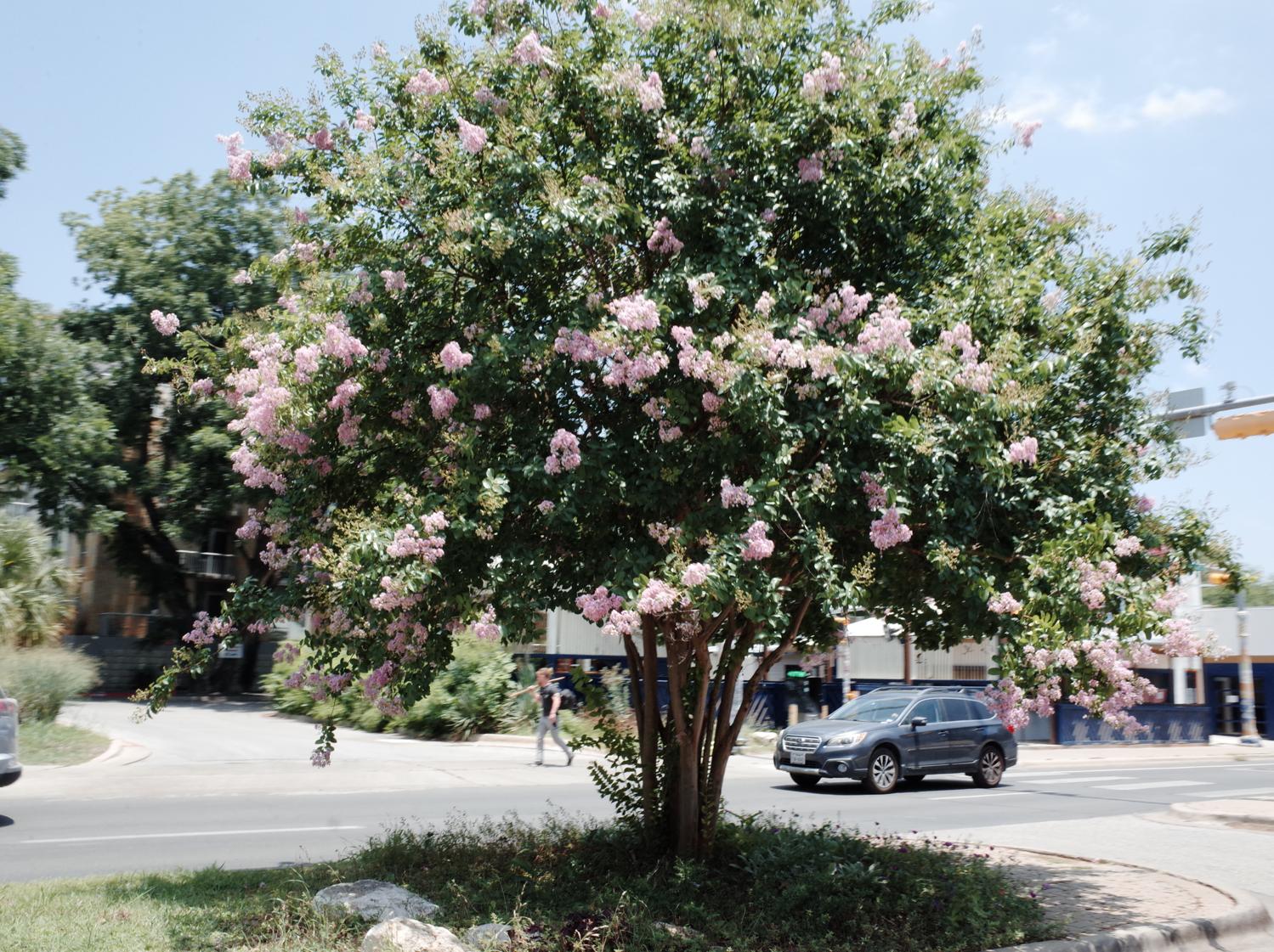 pink flowers in a tree