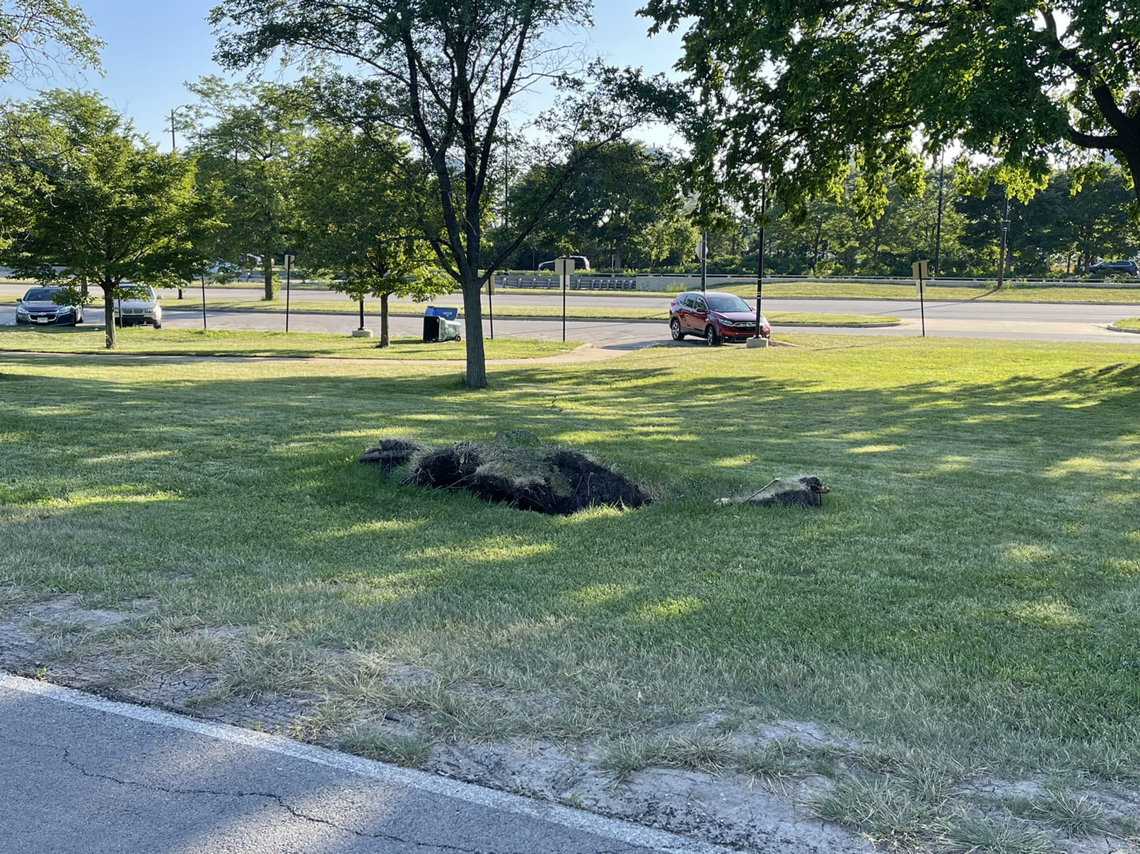 Uprooted tree recovery