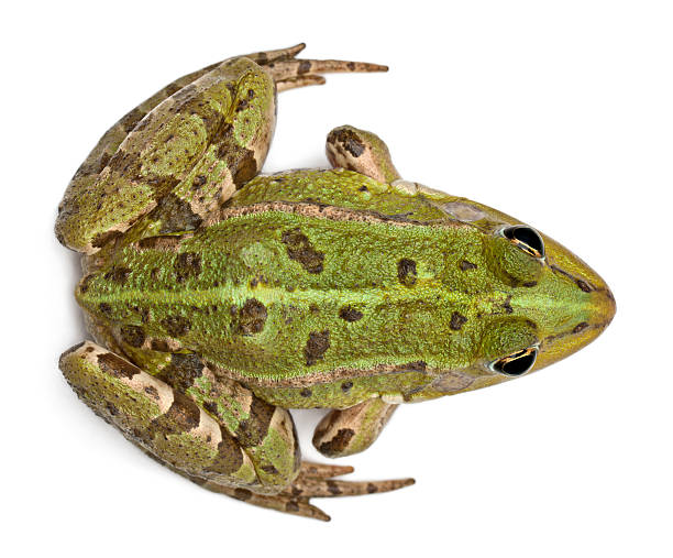 Top view of frog