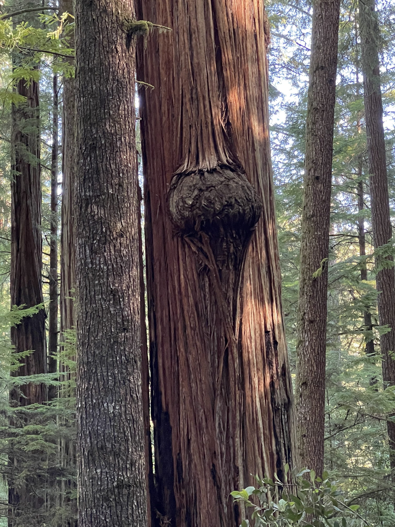 Burl in a redwood