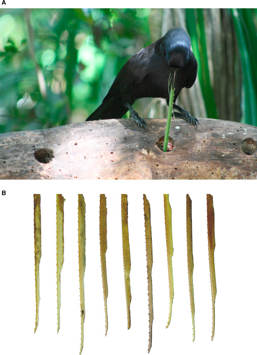 Tools made by new caledonian crows