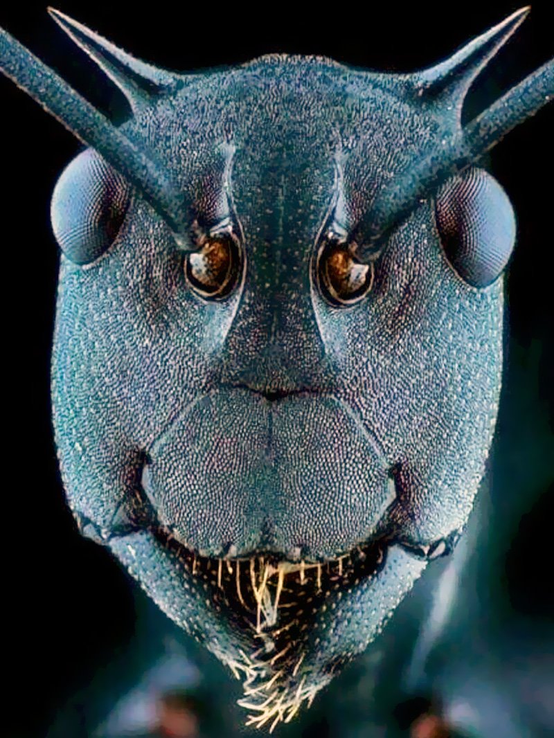 This is the face of an ant. Underneath a microscope