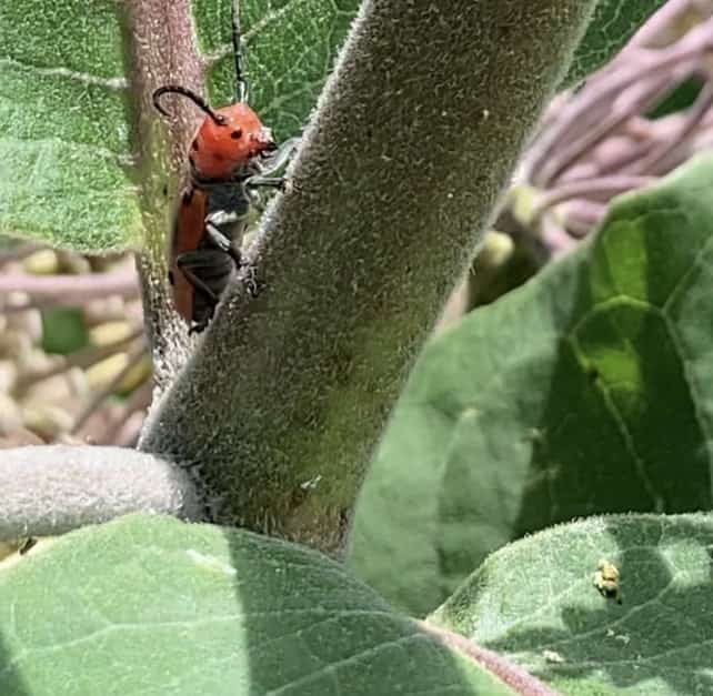 Little red bug climbing a leaf