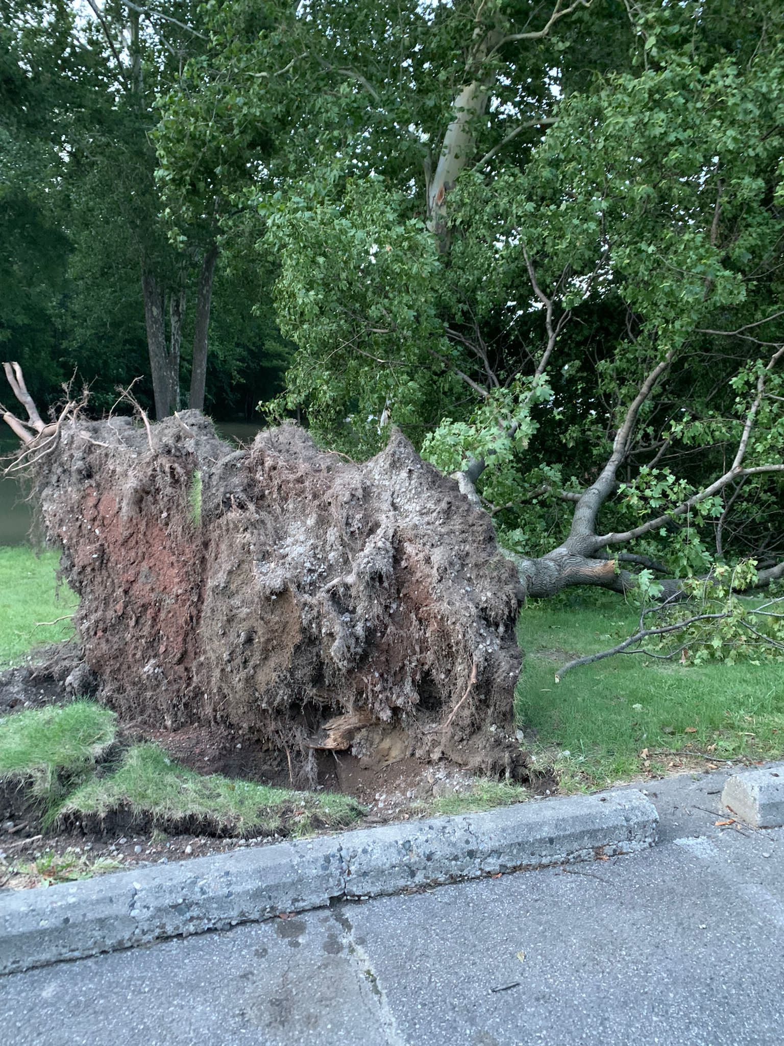 Uprooted tree in detroit